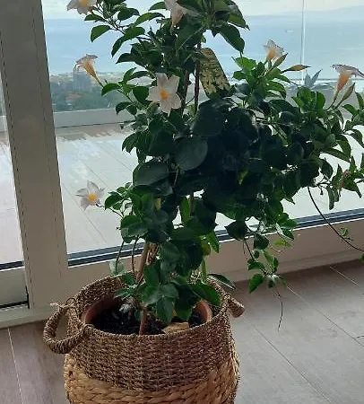 Drenova View רייקה