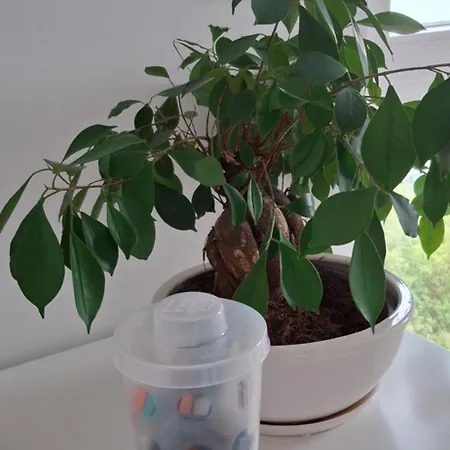 Apartmán Drenova View